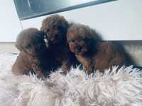 Mini toy poodle (teacup)