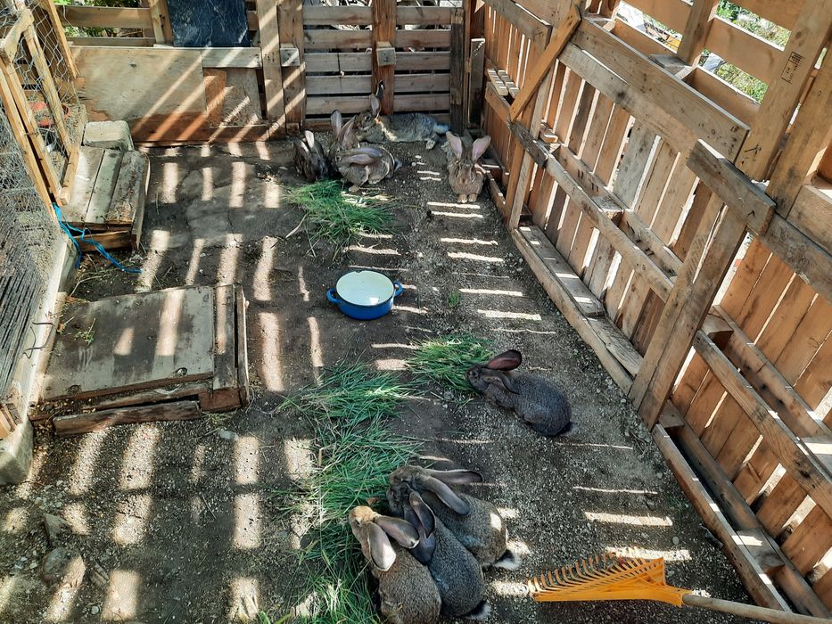 Vând iepuri uriaș german