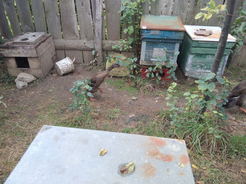 Rațe alergătoare indiene