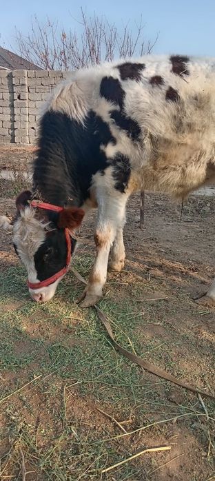 2 бұқаша сатылады