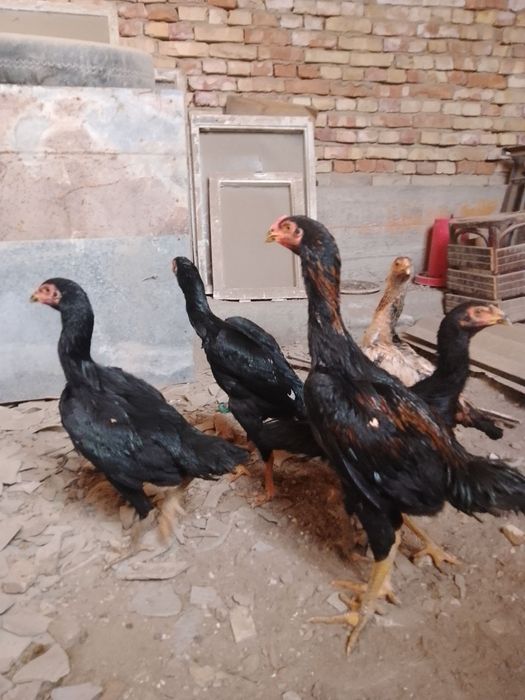 Зот корейский кулангилар сотилади