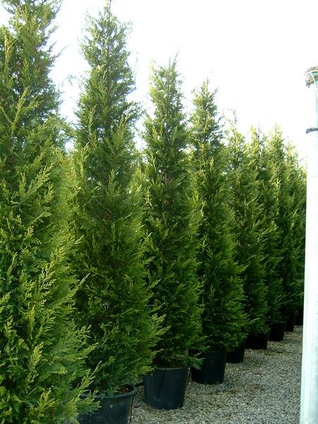Leylandii gold 3m - 4m , chiparos,  sempervirens,  tuia,gard viu verde