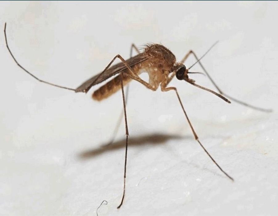 Дезенфекция дизенсекция дератиция клоп таракан dizinfeksiy 20% скидка