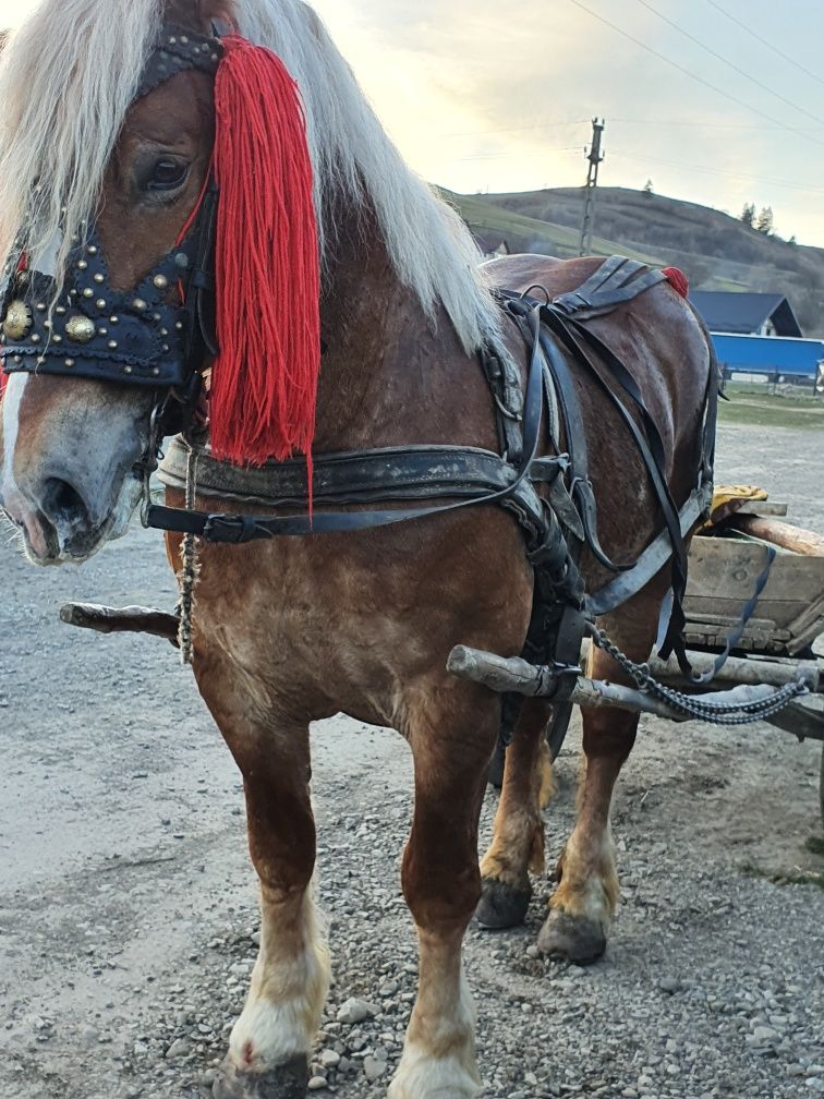 Cal castrat de 5 ani de vânzare