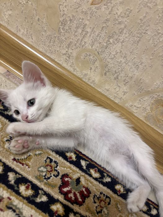 Котенок мальчик 2 месяца Приучена к латку сам ходит