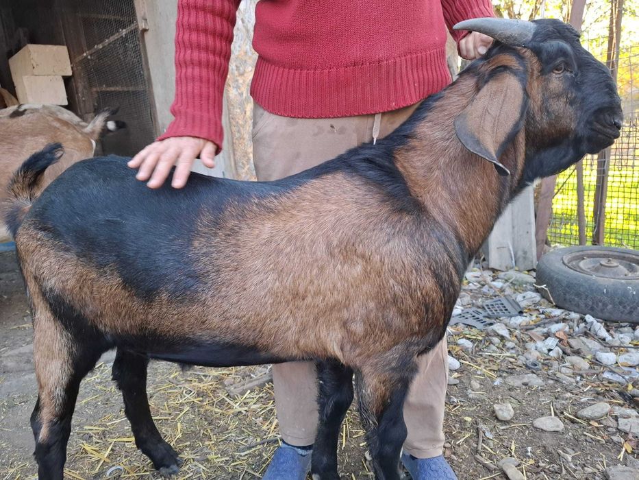 Țăpișori anglonubieni de vanzare