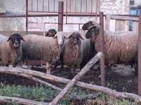 Продавам  овце шилета кочове  варненско