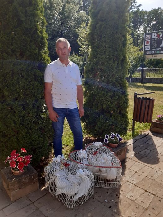 Porumbei pentru momente de vis