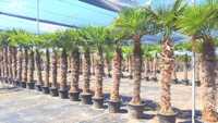 Palmieri rezistenți la îngheț de exterior, trachycarpus fortunei