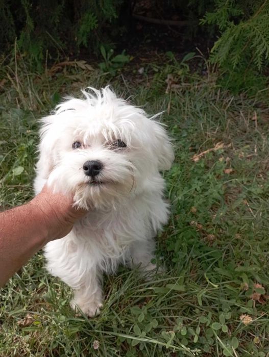 Малтийска болонка на 8 месеца