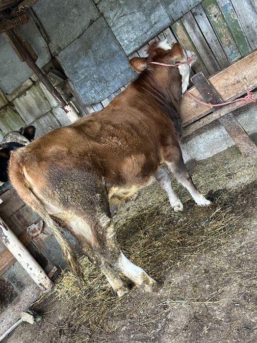 Vând vițica de 8 luni