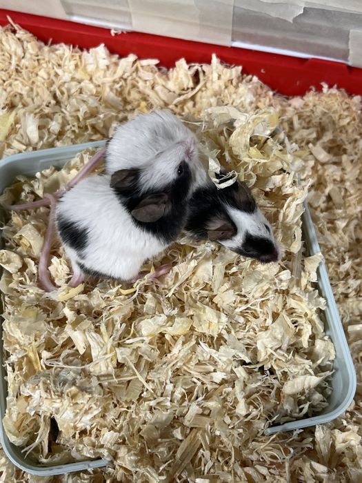 Подарявам домашни мишки