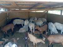 13 oi și o mieluță și un berbec