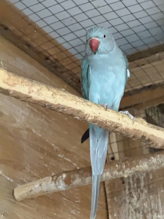 Pui papagali micul alexandru