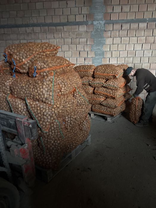 Seminta de cartofi cal 35-40