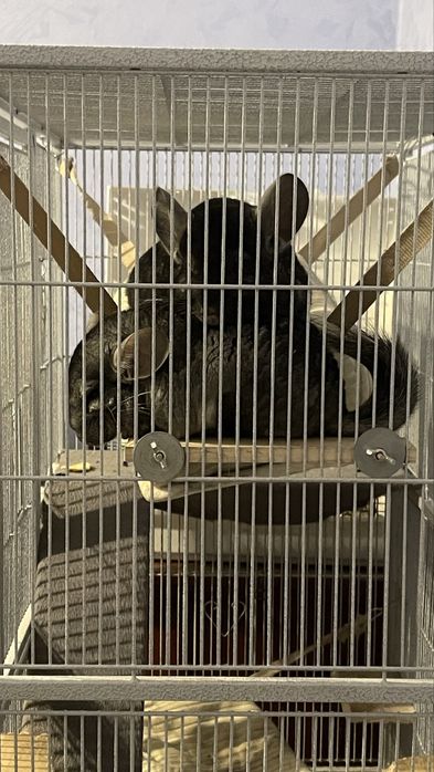 Продаются Шиншиллы пара с клеткой