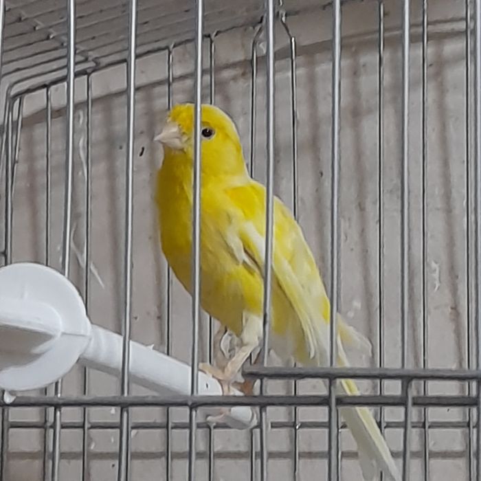 Нар канарейкалар сотилади.