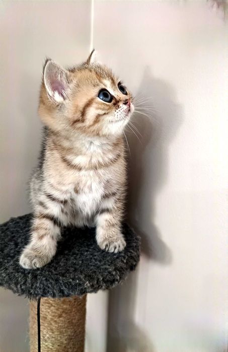 Британские золотые котята