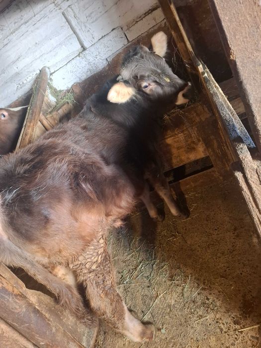 Vand Tauras in varsta de 9 luni