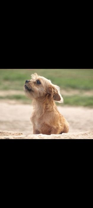 Yorki  Terrier  -Border.
