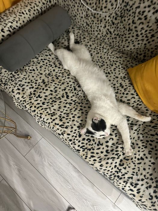 Котик ищет дом и любящих хозяев