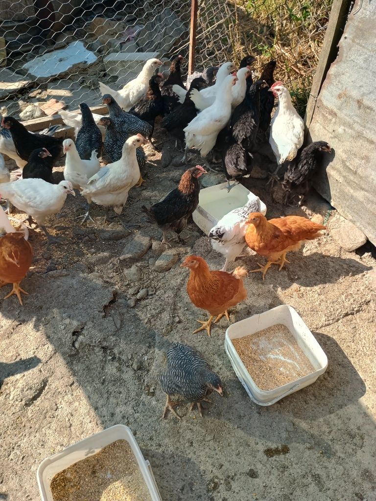 Puii găină de 12 săptămâni ,Marans,Bress ,Plymonth Rockbarat,New Hamps
