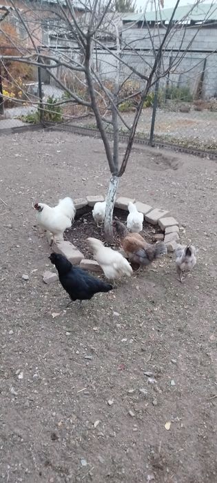 Продам семью амераукана.1+6