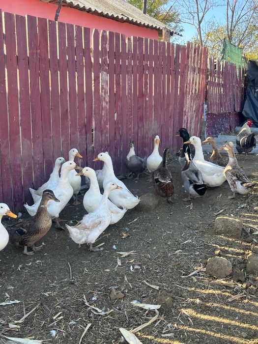 rațe românești și rouen