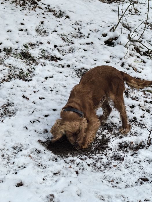 Кучета за трюфели