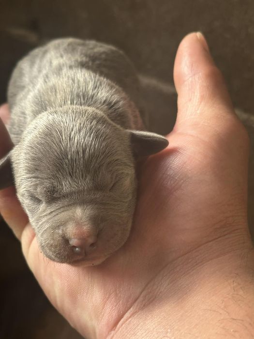 Питбулчета на на 2 седмици търсят нови стопани