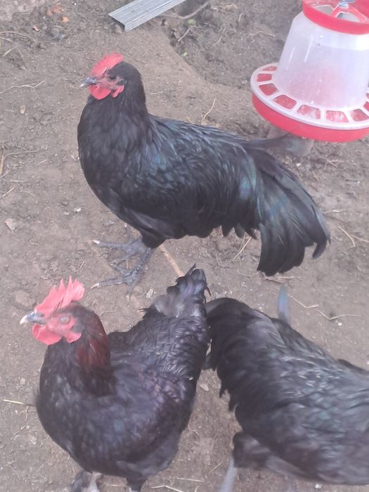 Cocosi si gaini Australorp.