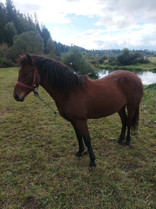 Se vinde mânză,crescută bine,mama mânzei este semigrea,sau schimb