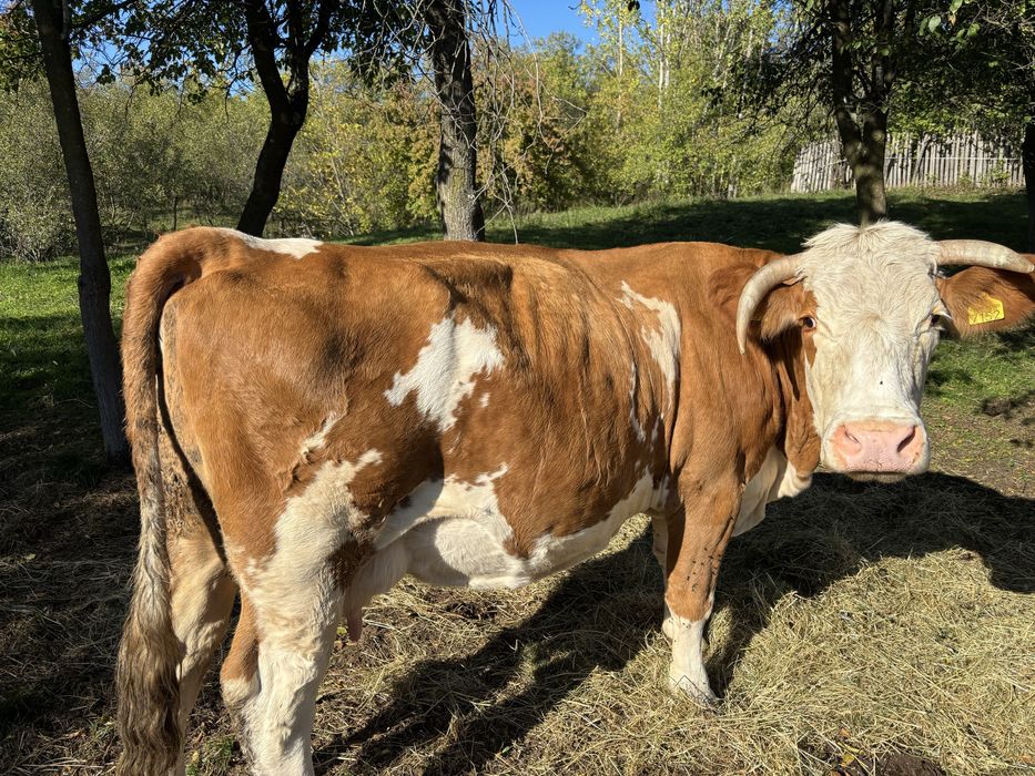 Vand Vaca Baltata Romaneasca 7 ani