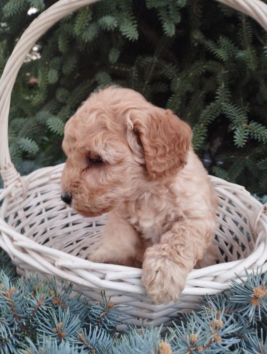Той пудел Poodle toi