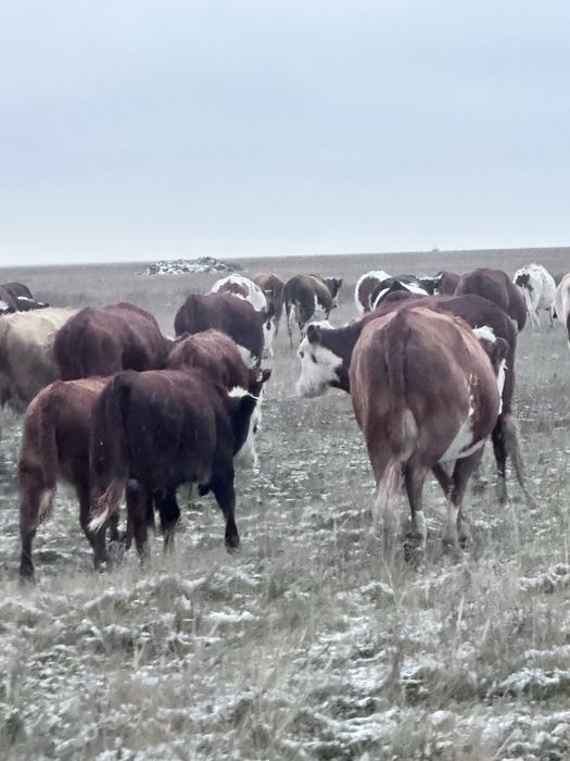 Продам срочно быков ак бас крс тайша можно на мяса