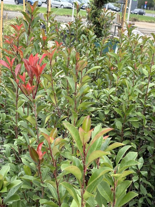 Tuia brazi maslini pom-pom spirale bosai cedru mesteacan magnoli pini