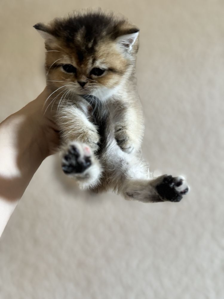 котята чистокровьные мальчик и девочка