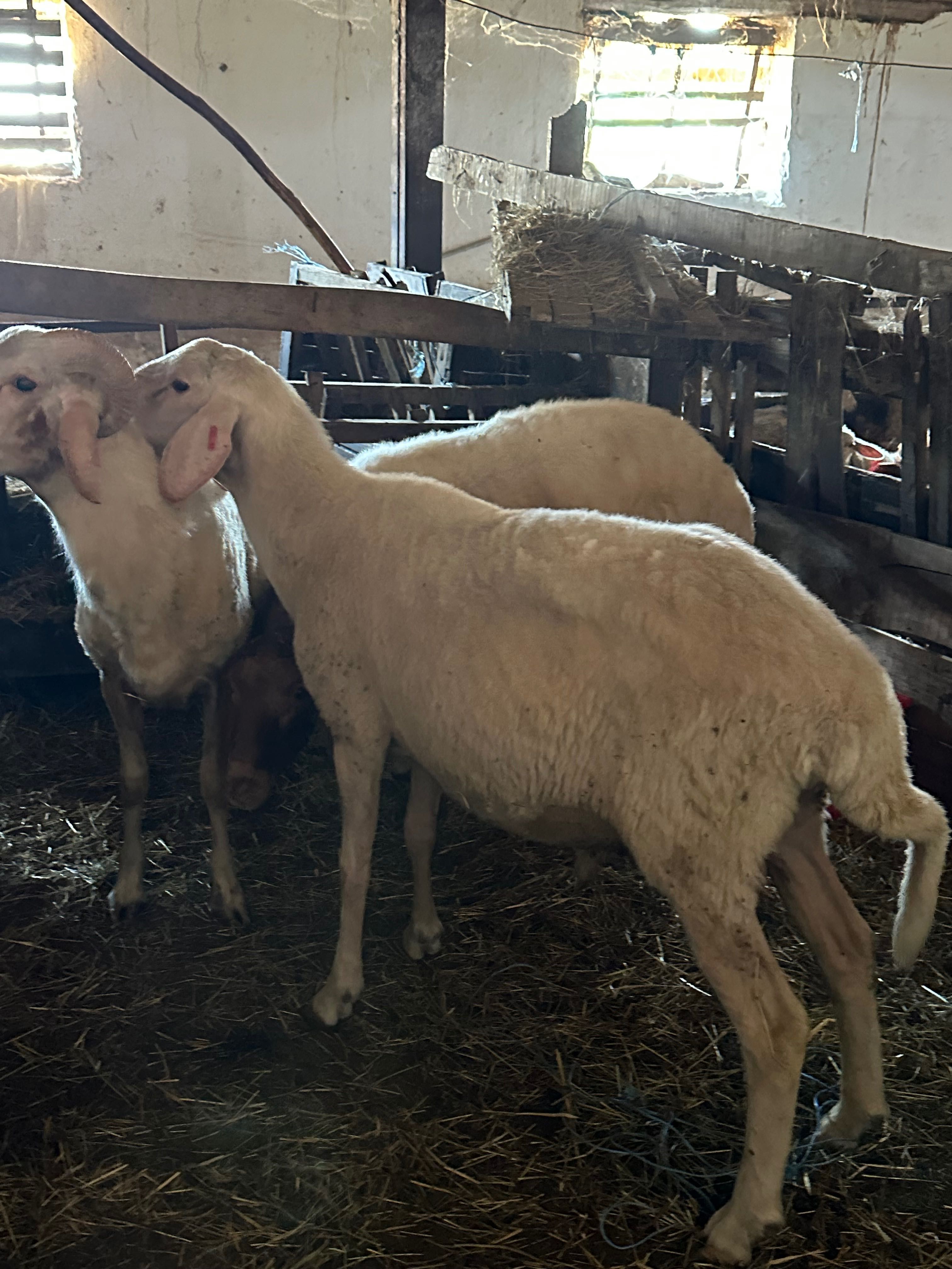 Продавам 3 коча аванси и асафи
