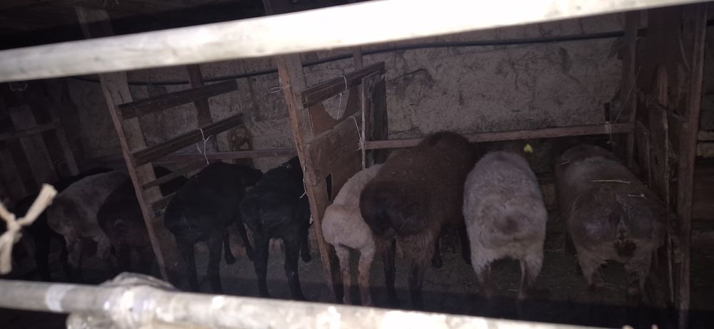 Семіз тоқтылар байлаудағы сатылады