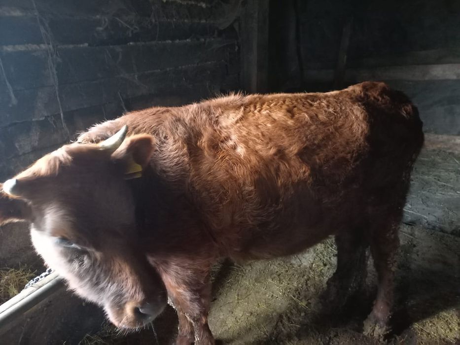 Продам корову писать на ватсап