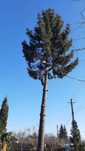ARBORIST,Taieri de copaci