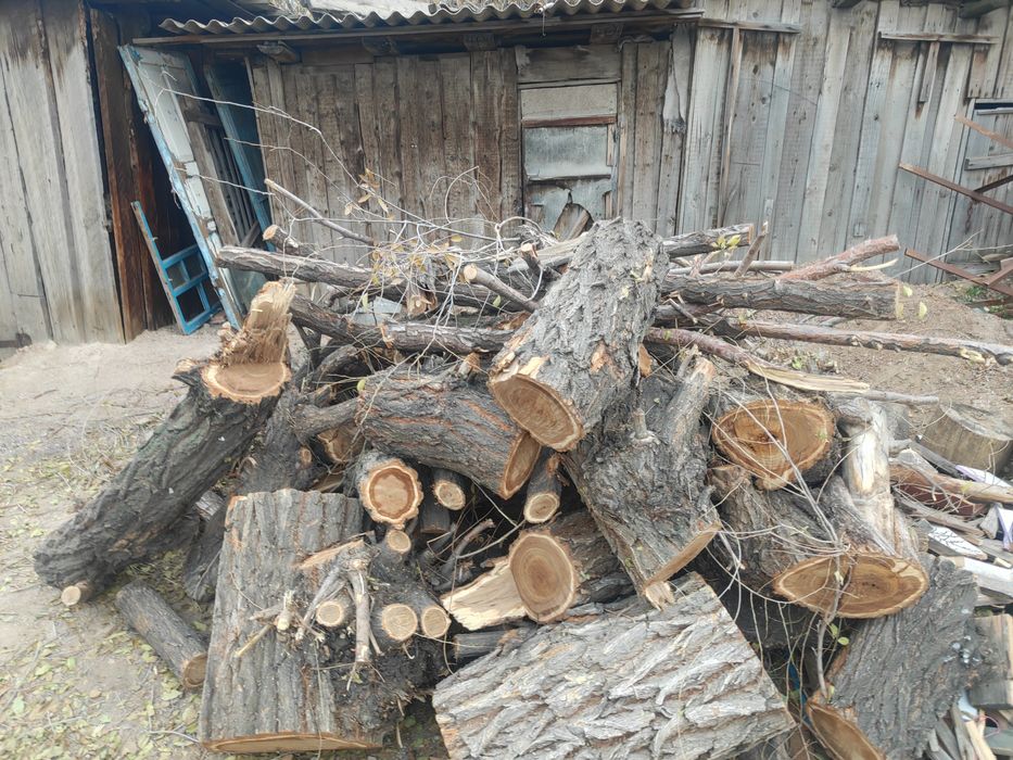 Бесплатно ветки и распиленный ствол