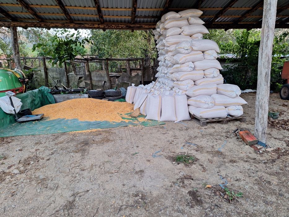 Porumb, Grau ambalat la saci