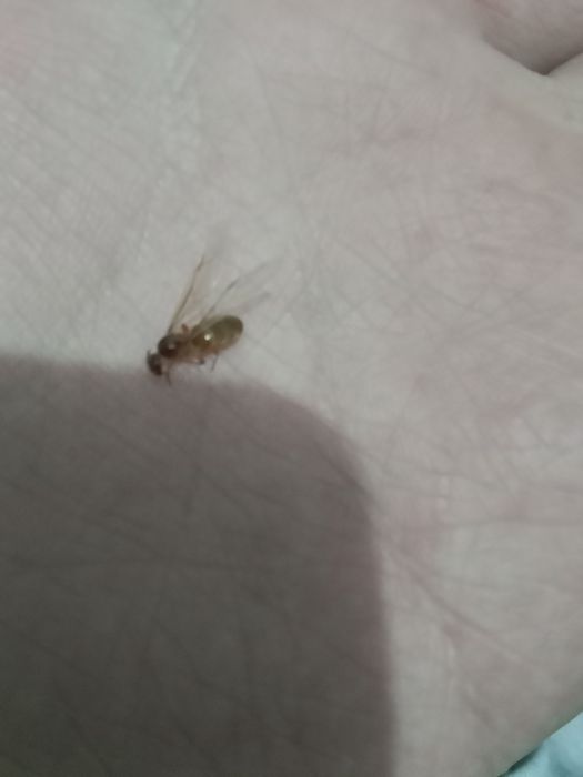 Муравьи редкие, Lasius flavescens название.