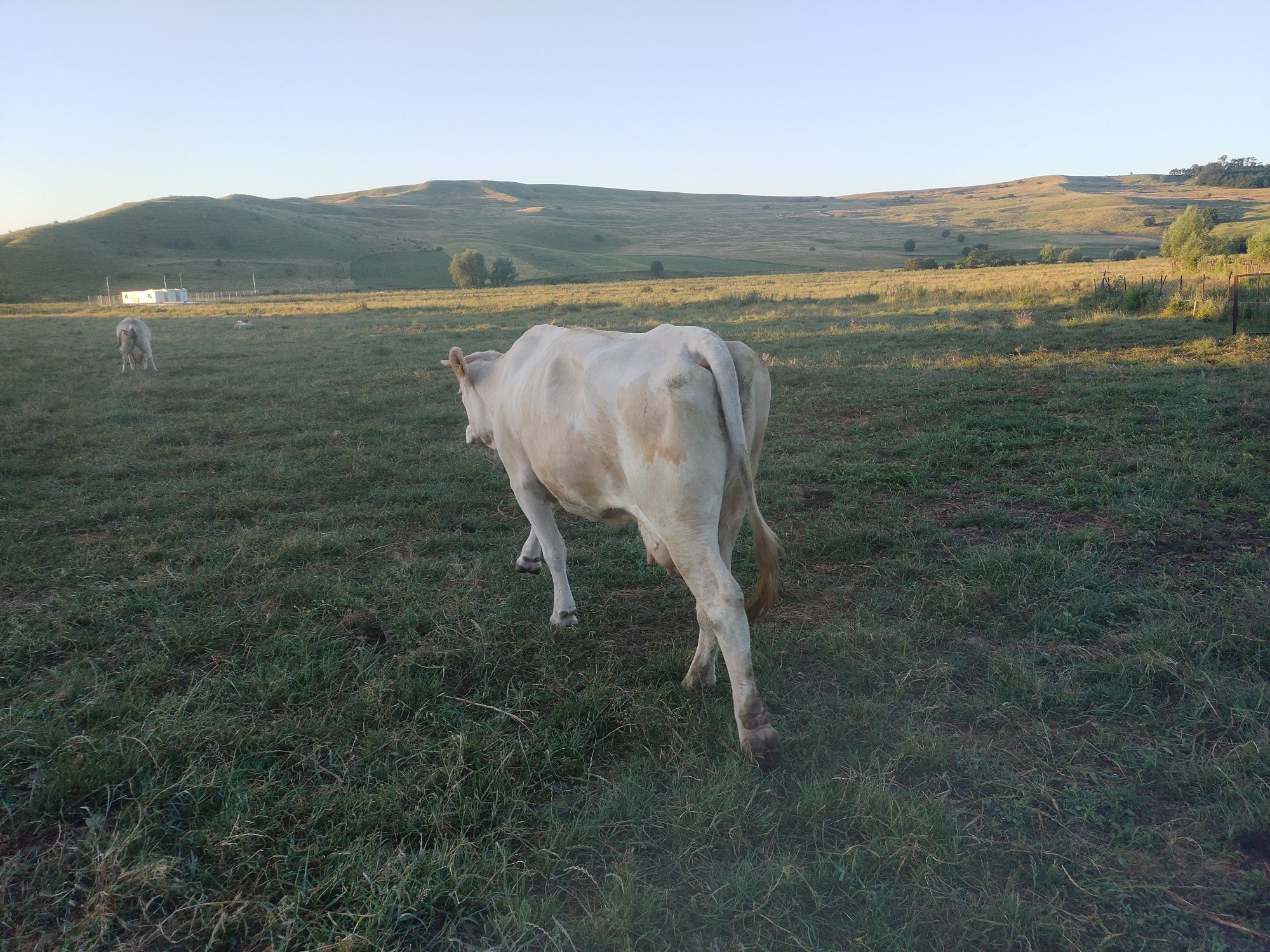 Vând vaca gestanta