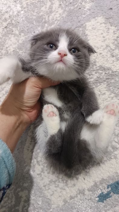 Продаётся котёнок скотиш фолд