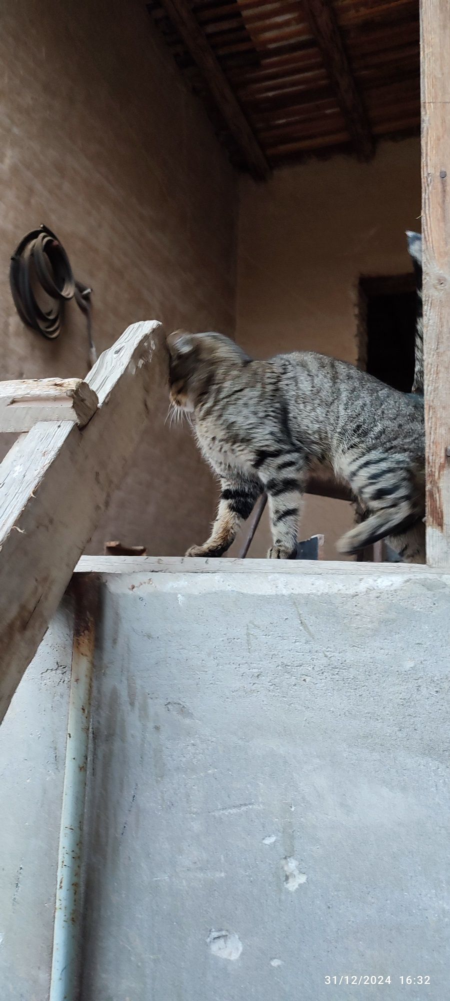 Uy mushugi birgasiz qizbola