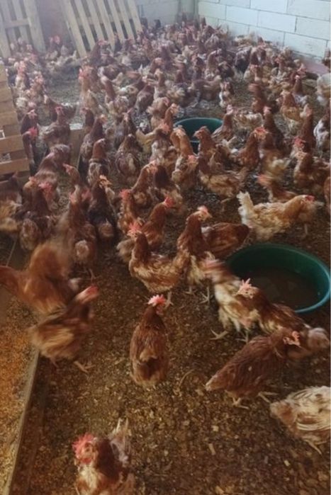 Oferta gaini ouatoare/ Gaini de ouat