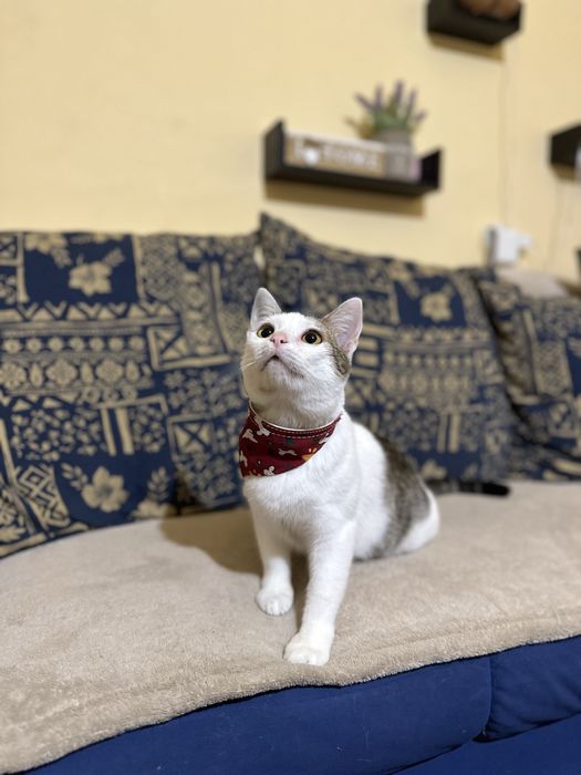 Adoptie responsabila