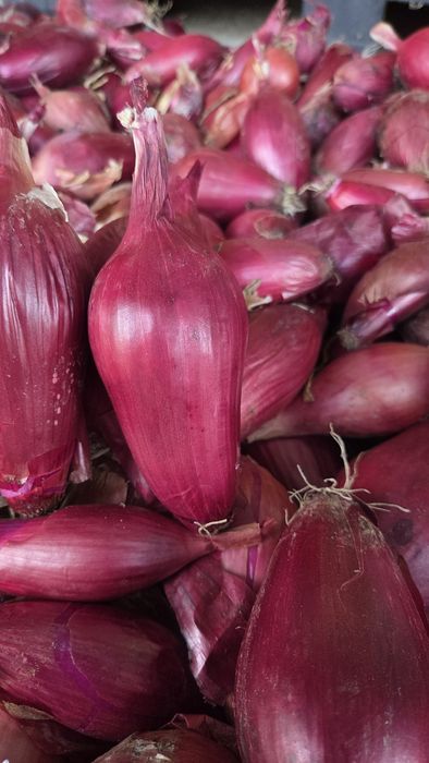 Ceapa rosie de apa